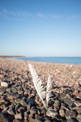 IMG 9520 - Jurmo, stenstrand, fjädrar