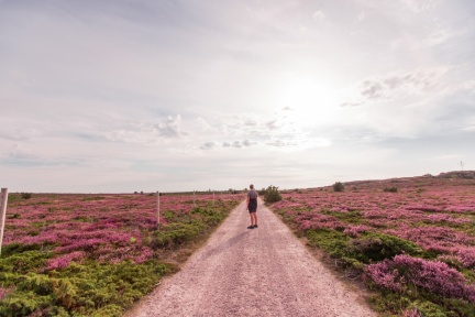 IMG 9476 - Jurmo, ljung