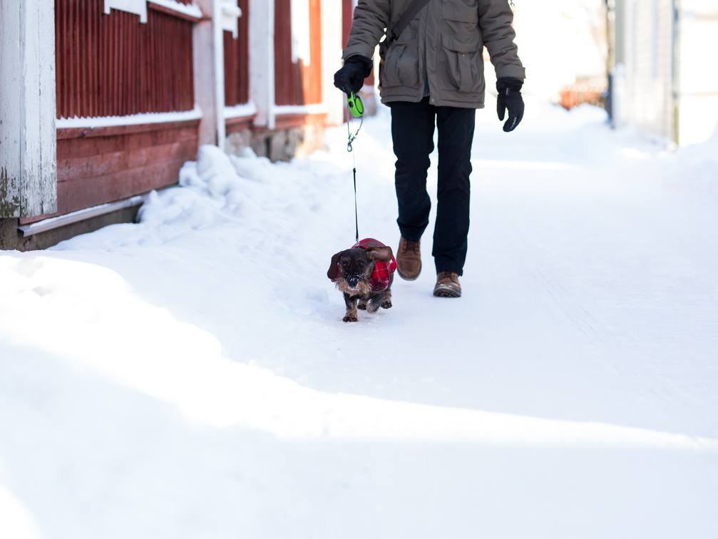 Hudpromenad  | Koirakävely | Dog walk 