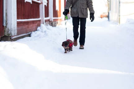 Hudpromenad  | Koirakävely | Dog walk 