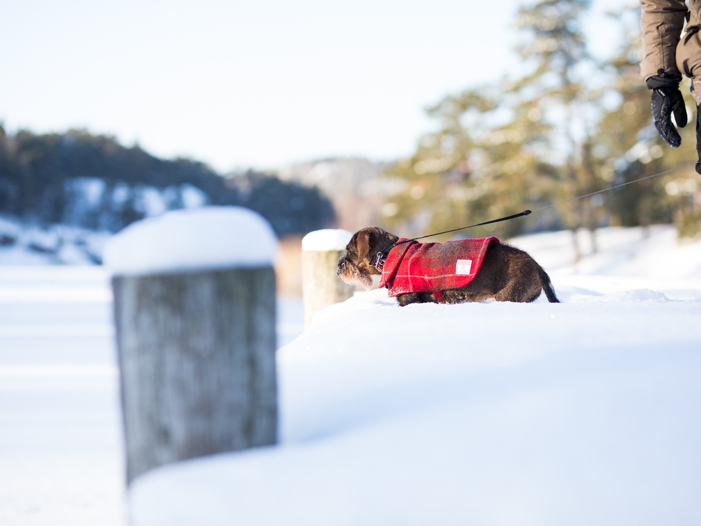 Hunden och havsisen | Koira ja Merijää | The dog and the frozen Archipelago Sea