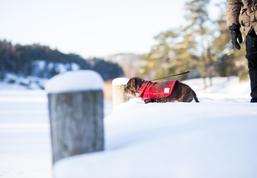 Hunden och havsisen | Koira ja Merijää | The dog and the frozen Archipelago Sea