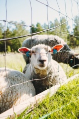 Får | Lampaita | Sheep at Helsingholm 