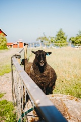 Sommarjobbare på Helsingholm | Helsingholman kausityöntekijät | Summerworkers at Helsingholm