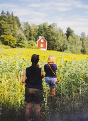 Muddais Solrosor 2022