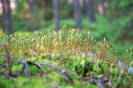 Archipelagophoto VisitArchipelago265