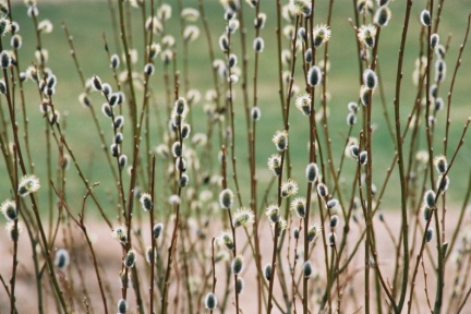 Archipelagophoto VisitArchipelago333