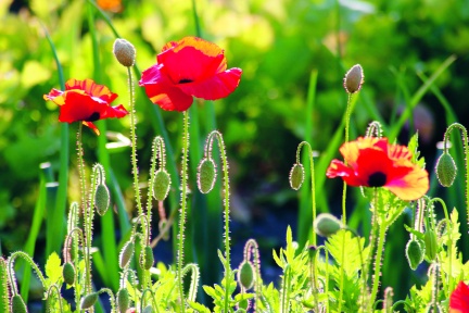 Archipelagophoto VisitArchipelago387