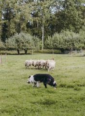 Stentorp Fårfarm | Lammastila | Sheepfarm