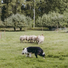 Stentorp Fårfarm | Lammastila | Sheepfarm