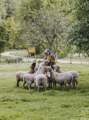 Stentorp Fårfarm - Stentorpin Lammastila - Stentorp Sheepfarm