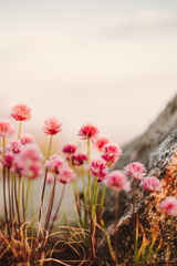 Gräslök | Ruohosipuli | Chives