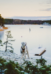  Vinterhunden | Talvikoira | The winterdog