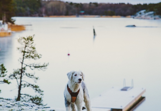  Vinterhunden | Talvikoira | The winterdog