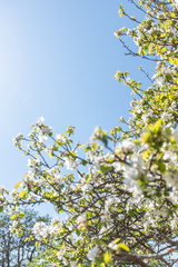 Äppelblom | Omenankukka | Apple blossom