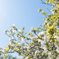 IMG_8480 - Korpo, blommande träd.jpg