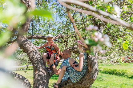 Korpo, barn i äppelträd | Lapset omenapuussa Korppoossa | Climbing appeltrees in Korpo