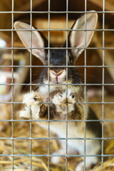 CATTB CA LillaRingvägen Pienerengastie CAP00955 hires