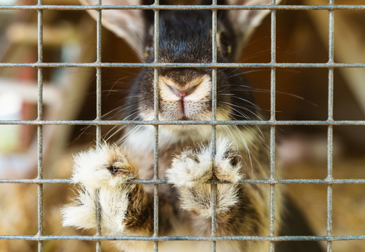 CATTB CA LillaRingvägen Pienerengastie CAP00955 hires