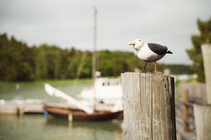 CATTB CA LillaRingvägen Pienerengastie CAP01065 hires
