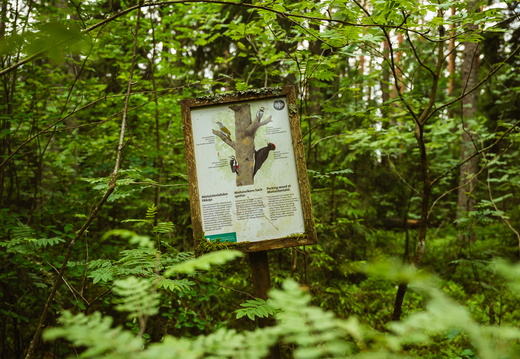 CATTB CA LillaRingvägen Pienerengastie CAP01399 hires