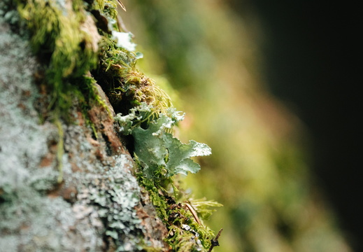 CATTB CA LillaRingvägen Pienerengastie DSC00333 hires