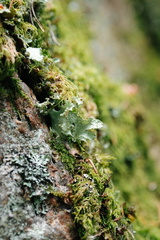 CATTB CA LillaRingvägen Pienerengastie DSC00334 hires