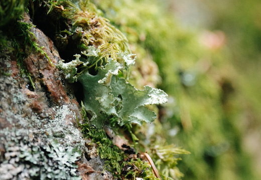 CATTB CA LillaRingvägen Pienerengastie DSC00334 hires