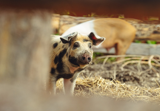 CATTB CA LillaRingvägen Pienerengastie DSC00460 hires
