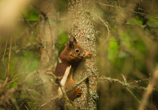 CATTB CA LillaRingvägen Pienerengastie DSC00503 hires
