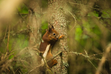 CATTB CA LillaRingvägen Pienerengastie DSC00503 hires