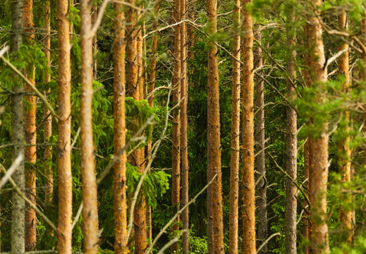 CATTB CA LillaRingvägen Pienerengastie DSC00509 hires