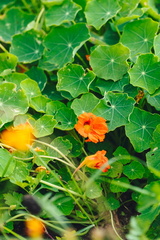 CATTB CA Korpo Backpocket DSC04391 hires