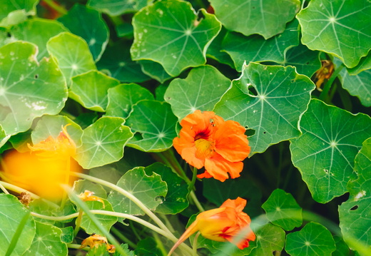 CATTB CA Korpo Backpocket DSC04391 hires