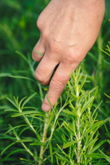 CATTB CA Korpo Backpocket DSC04415 hires