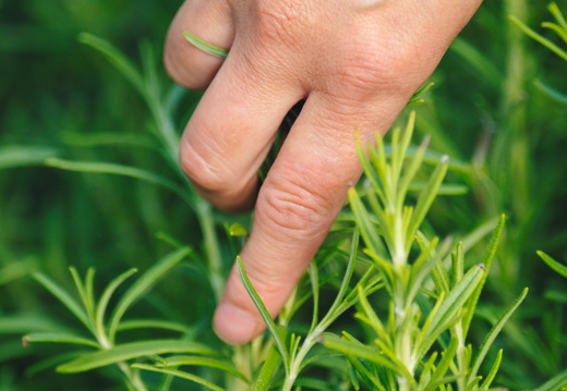 CATTB CA Korpo Backpocket DSC04415 hires