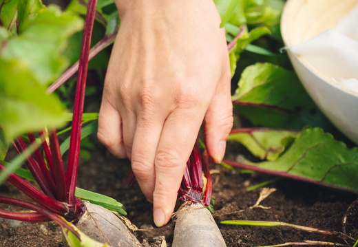 CATTB CA Korpo Backpocket DSC04475 hires