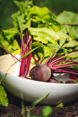 CATTB CA Korpo Backpocket DSC04501 hires