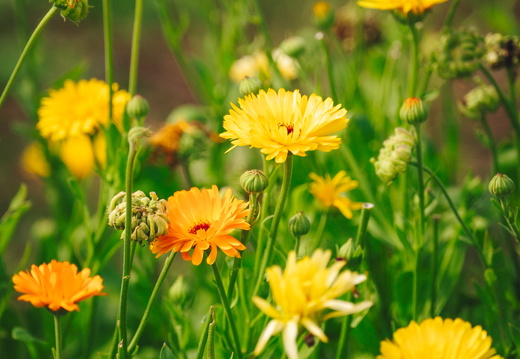 CATTB CA Korpo Backpocket DSC04510 hires