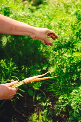 CATTB CA Korpo Backpocket DSC04548 hires