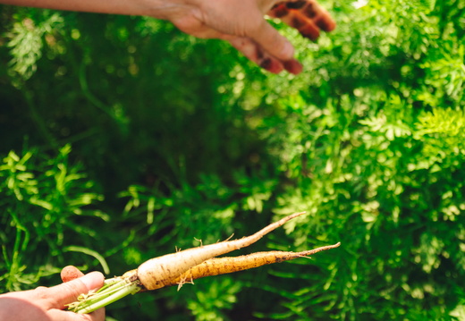 CATTB CA Korpo Backpocket DSC04548 hires