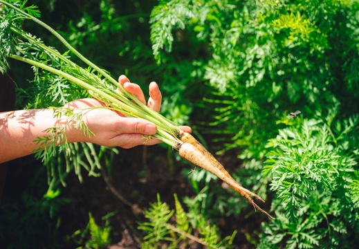 CATTB CA Korpo Backpocket DSC04551 hires