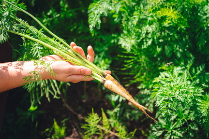 CATTB CA Korpo Backpocket DSC04551 hires