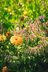 CATTB CA Korpo Backpocket DSC04563 hires