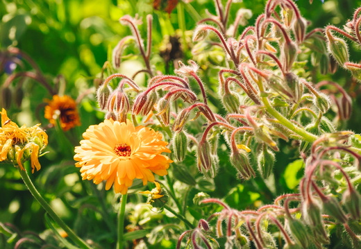 CATTB CA Korpo Backpocket DSC04563 hires