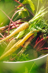 CATTB CA Korpo Backpocket DSC04573 hires