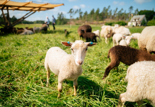 CATTB CA Houtskär Lammasloma CAP06785 hires