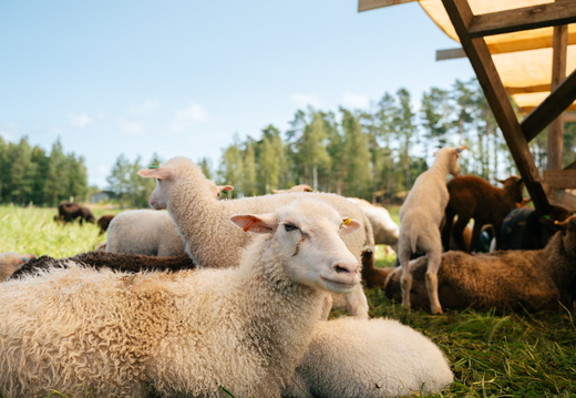 CATTB CA Houtskär Lammasloma CAP06798 hires