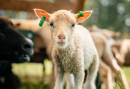 CATTB CA Houtskär Lammasloma CAP06818 hires