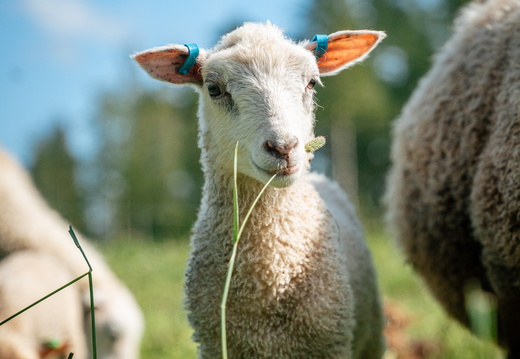 CATTB CA Houtskär Lammasloma CAP06840 hires